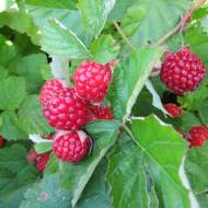 Саджанець Ожина Ред Даймонт в контейнері